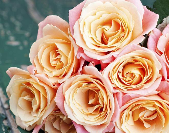 La boutique fleuriste orchis